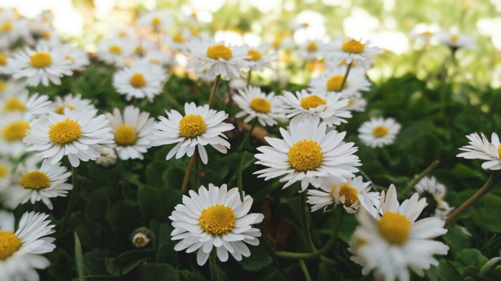 Imagem de flores de camomila
