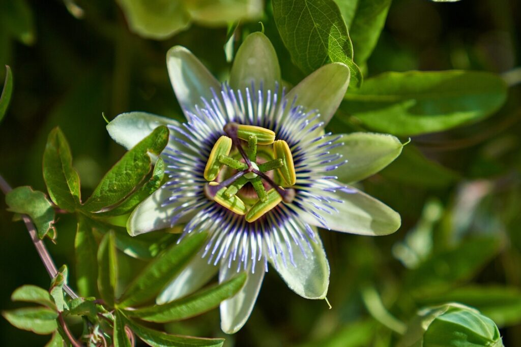 Imagem de uma flor de maracuja aberta