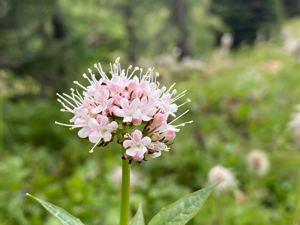 Imagem da planta Valeriana, com suas pequenas flores rosas em destaque